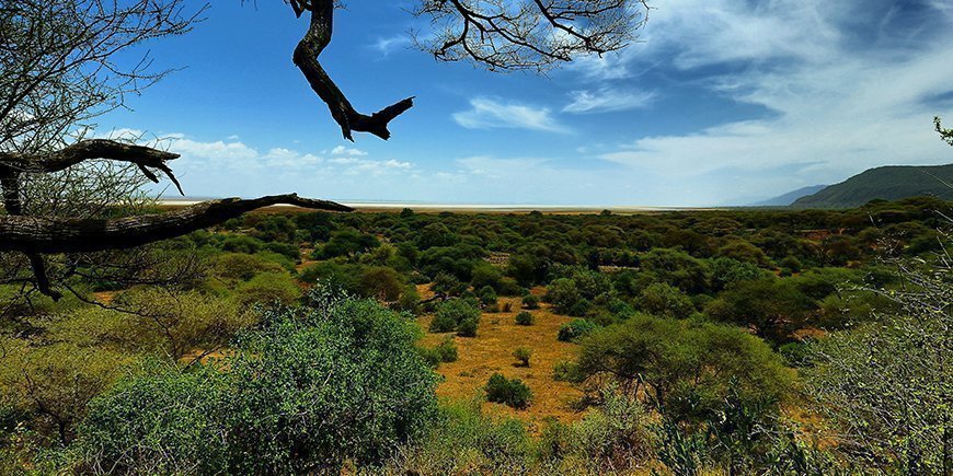 Skogen i Lake Manyara nasjonalpark