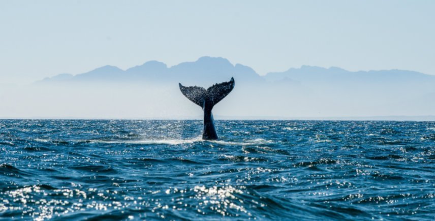 Hvaler i False Bay i Sør-Afrika