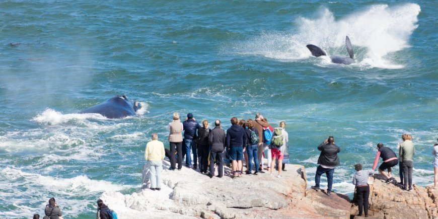 Hvalsafari i Hermanus i Sør-Afrika