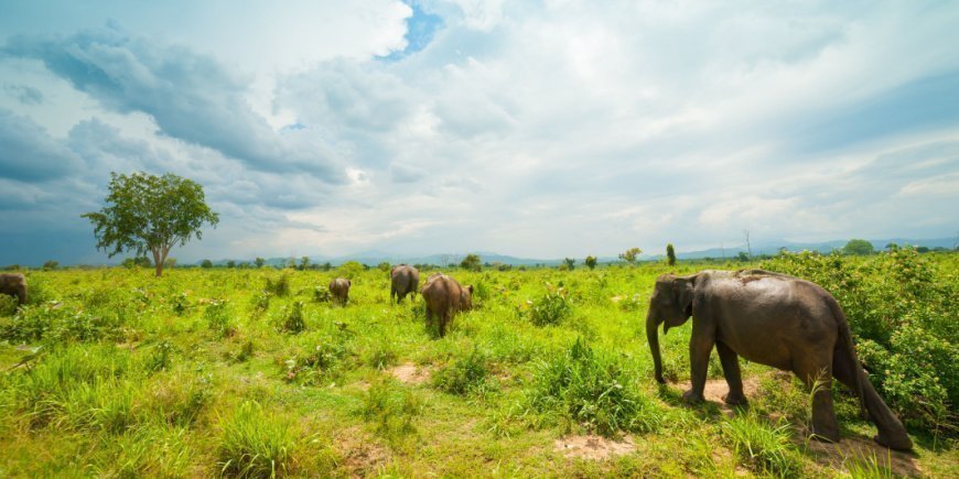 Ville elefanter i Udawalawe nasjonalpark