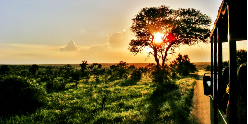 Game drive ved solnedgang i Sør-Afrika