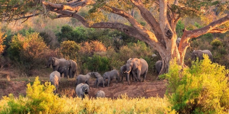 Elefantflokk i Kruger nasjonalparkpark