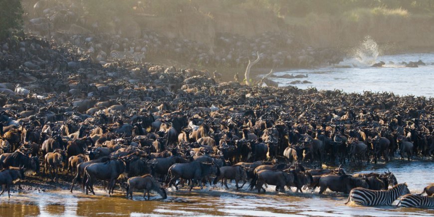 Gnuer som krysser Mara-elven i Kenya