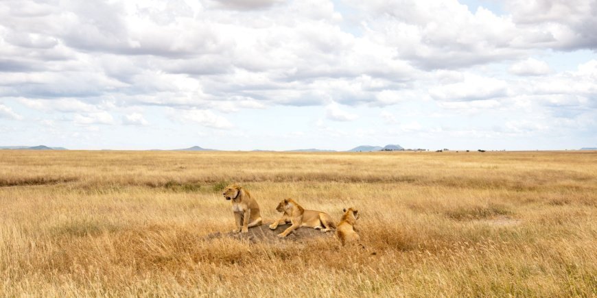 Løver på savannen i Serengeti