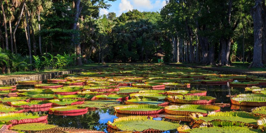 Sir Seewoosagur Ramgoolam botaniske hage