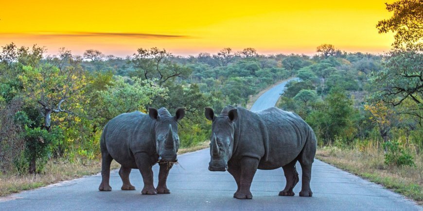 To neshorn på veien i Kruger nasjonalpark