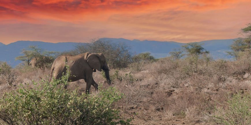 En enslig elefant i Shaba