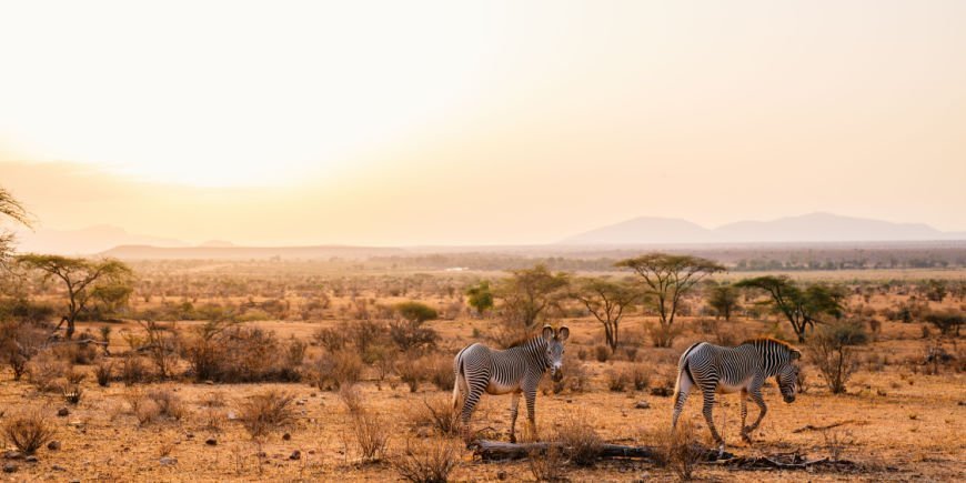 Grevysebraer i Samburu