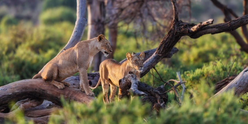 2 løver i Samburu