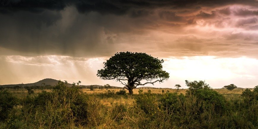 Dramatisk sky med regn over landskapet i Serengeti, Tanzania 