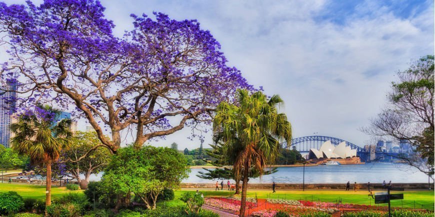 Vårblomstring i Sydney 