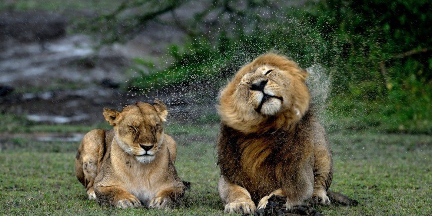 To løver ligger sammen i regnet 