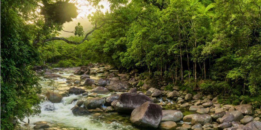 Elv i regnskogen Daintree 