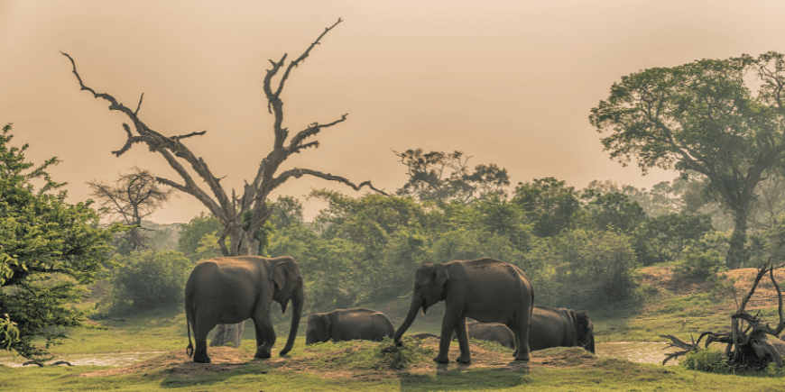 Gruppe av ville elefanter ved drikkested i jungelen i Yala nasjonalpark, Sri Lanka 
