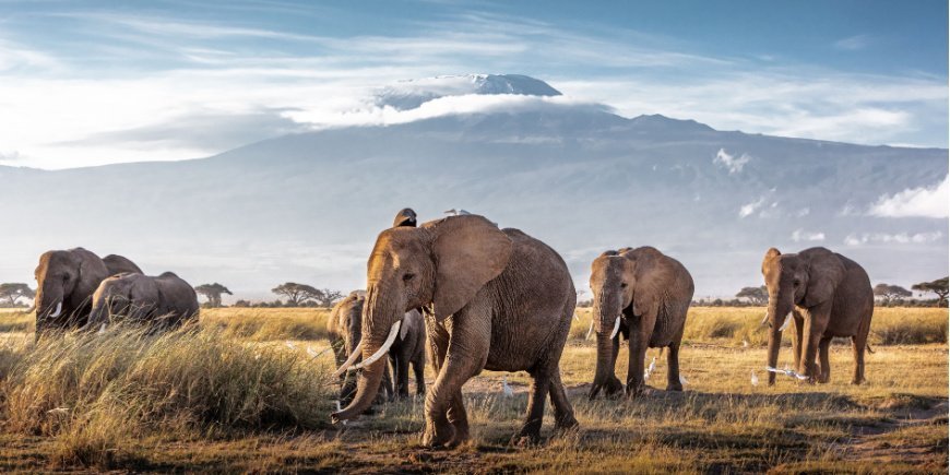 Elefanter i Amboseli nasjonalpark med Kilimanjaro i bakgrunnen