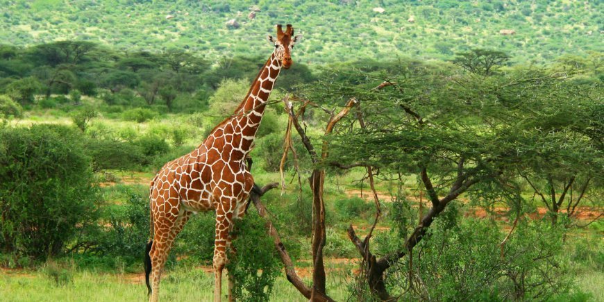 Sjiraff i Samburus grønne landskaper