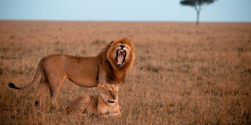 Løve og løvinne i Masai Mara i Kenya