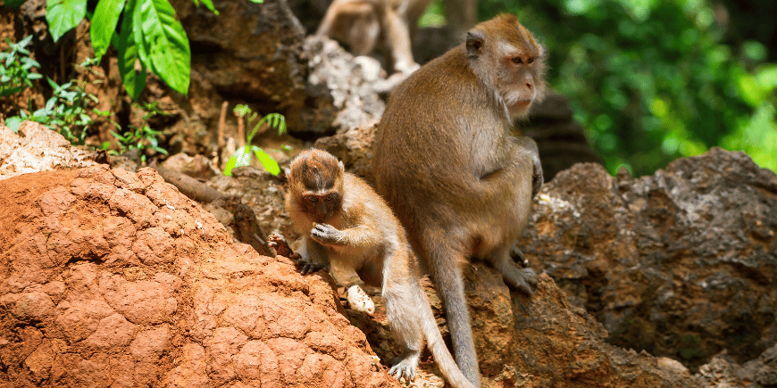 Makaker i den ville jungelen i Khao Sok, Thailand. 