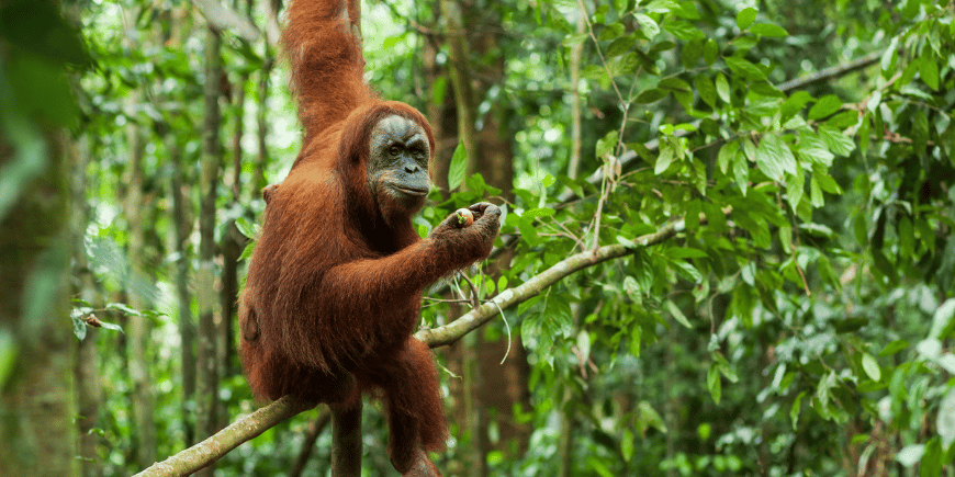 Orangutang i de ville skogene på Sumatra 