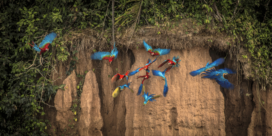 Tambopata nasjonalreservat, Madre de Dios, Peru 