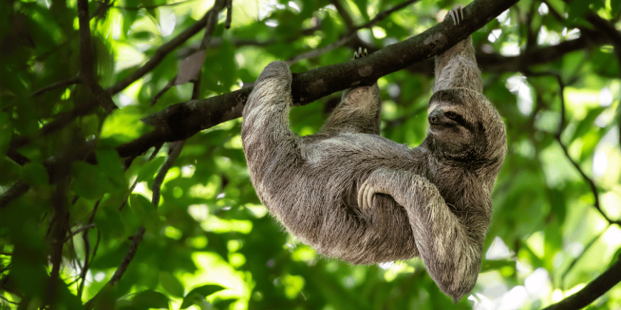 Dovendyr med morsomt ansikt og avslappet blikk henger i tre i Costa Ricas regnskog. 