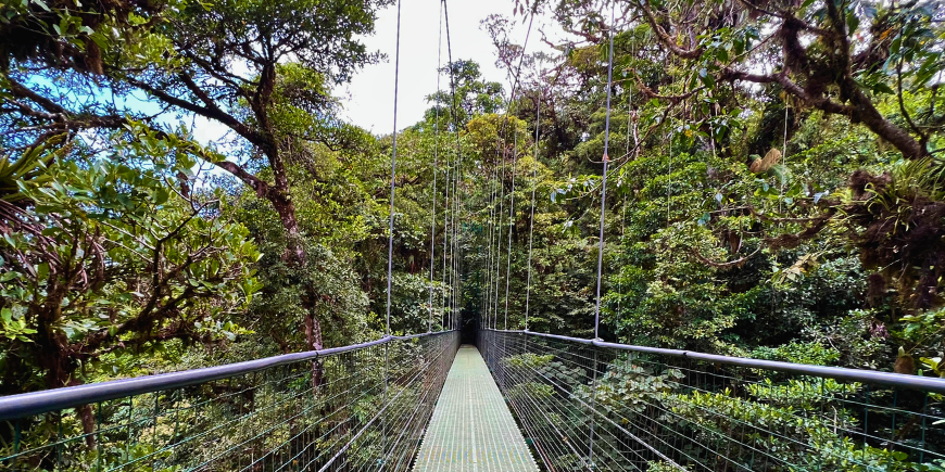 Hengebro i Monteverde, Costa Rica