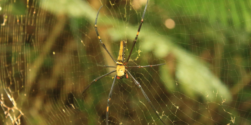 Golden Orb Spider i Khao Sok-regnskogen