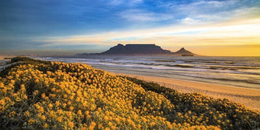 Vårblomster foran Table Mountain i Cape Town