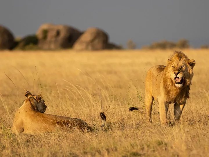 Safari i Serengeti