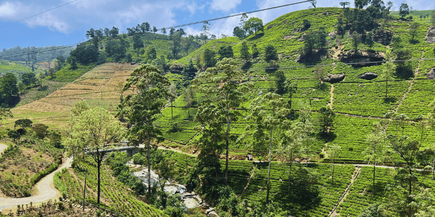 teplantasje i sri lanka