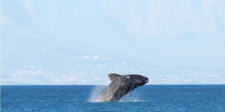 Hval bryter havoverflaten i False Bay i Cape Town, Sør-Afrika