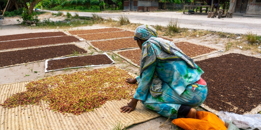 Kvinne i en lokal landsby som sorterer krydder 