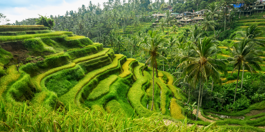 Tegalalang risterrasse på Bali