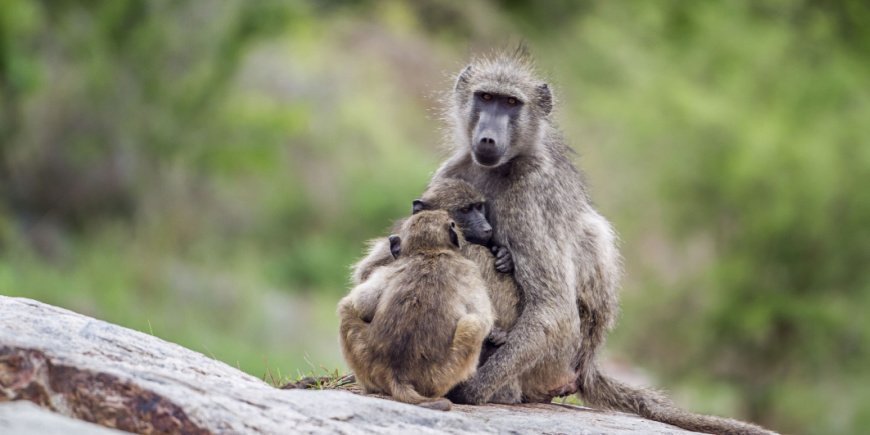 Bavian og bavianunge i Kruger