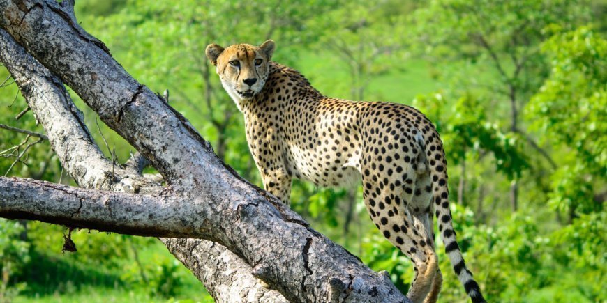 Gepard i tre i Sabi Sands Game Reserve i Sør-Afrika