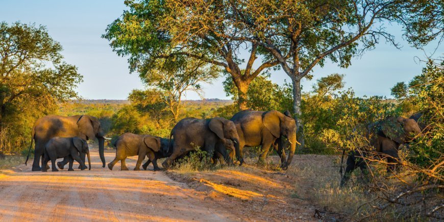 Elefanter på en grusvei i Kruger nasjonalpark