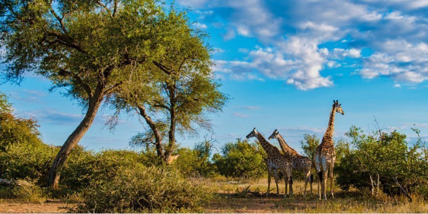 Sjiraffer i Sør-Afrika