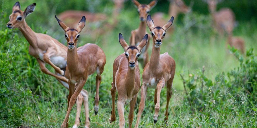 Gruppe av impalaer i Sør-Afrika