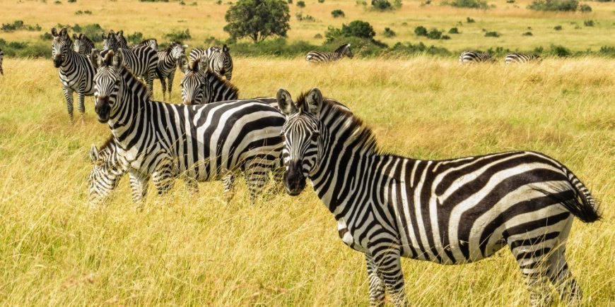 Gruppe av sebraer i Masai Mara