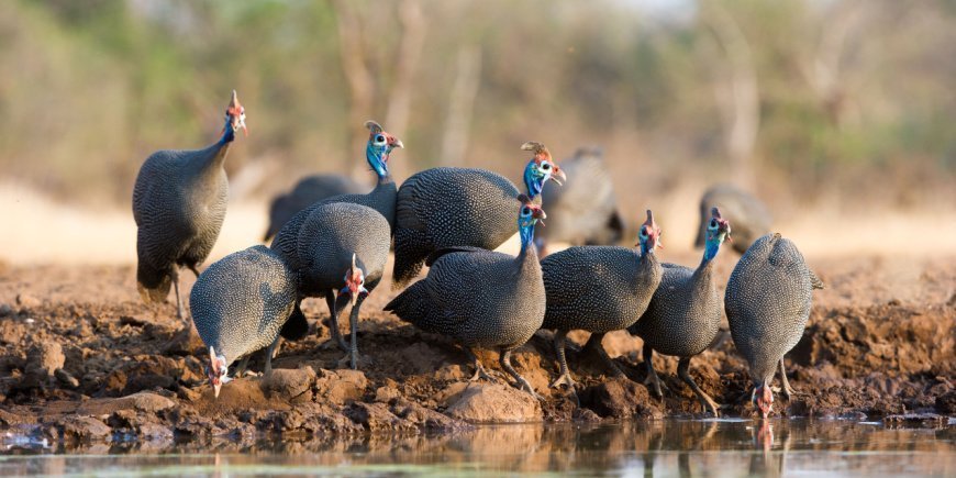 Perlehøns i Botswana