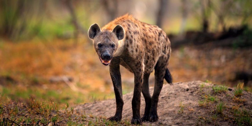 Hyene i Botswana