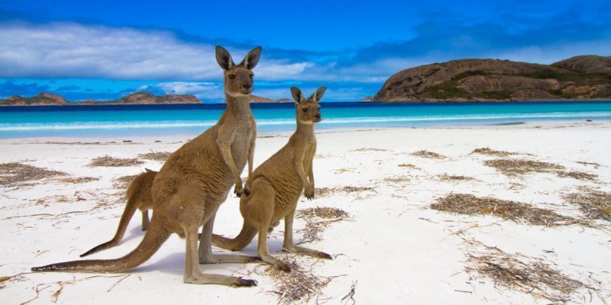 2 kenguruer på stranden på Kangaroo Island