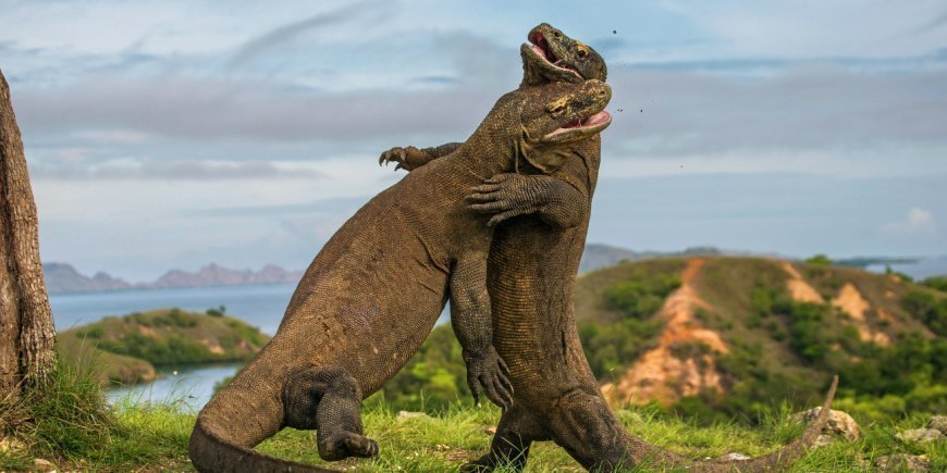 To komodovaraner kjemper på Komodo Island
