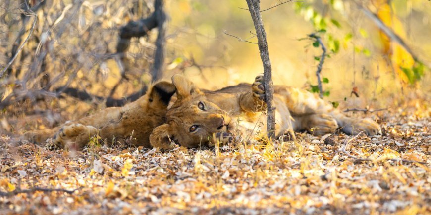 Løve ligger og slapper av i Nyerere nasjonalpark i Tanzania