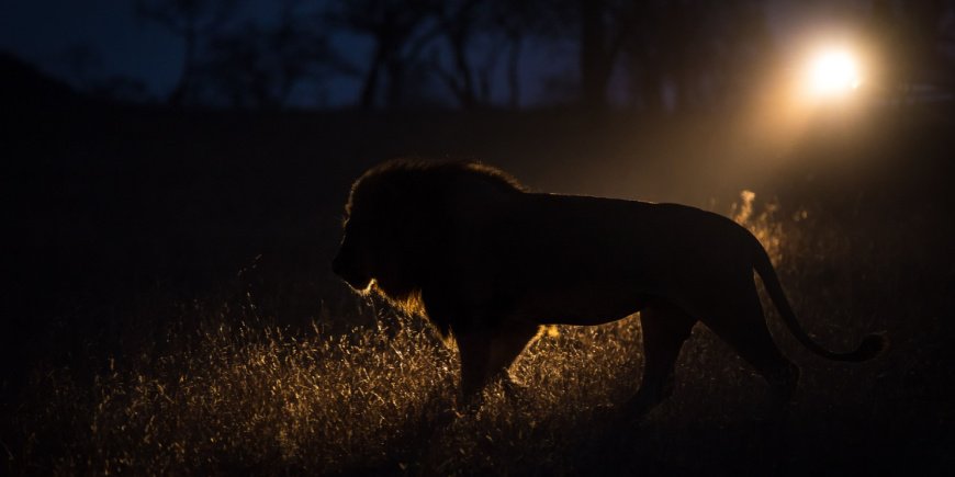 Løve på vandring i mørket i Greater Kruger-området