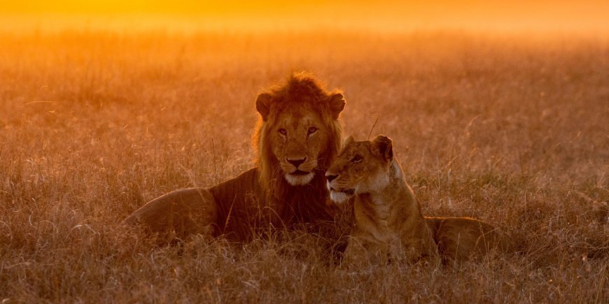 Løver i Masai Mara