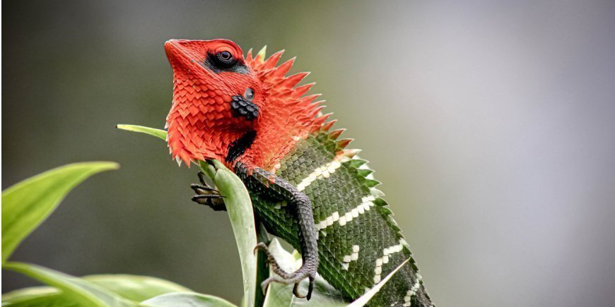 En rød/grønn øgle i Sinharaja-regnskogen på Sri Lanka