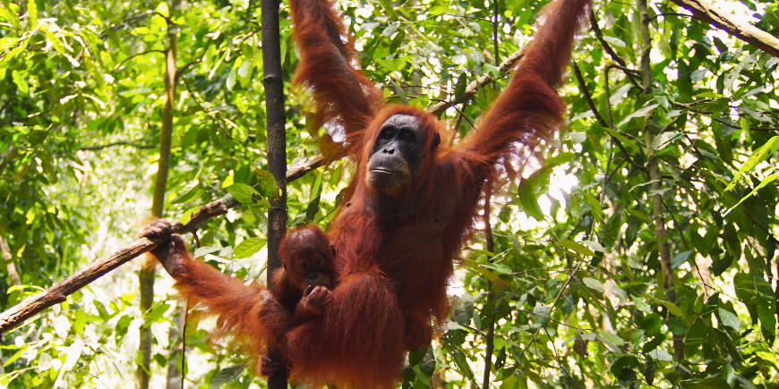Orangutang som henger i et tre i regnskogen på Sumatra 