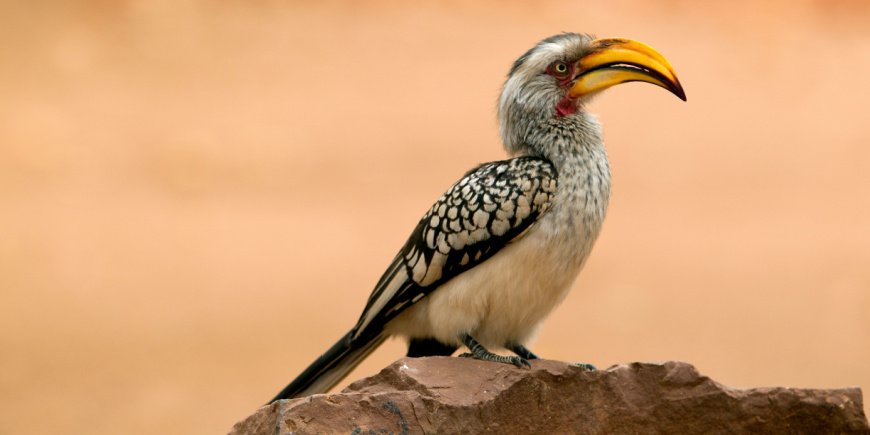 Neshornfugl i Kruger