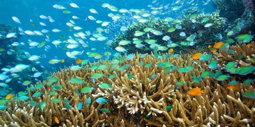 Menjangan Bali Snorkling